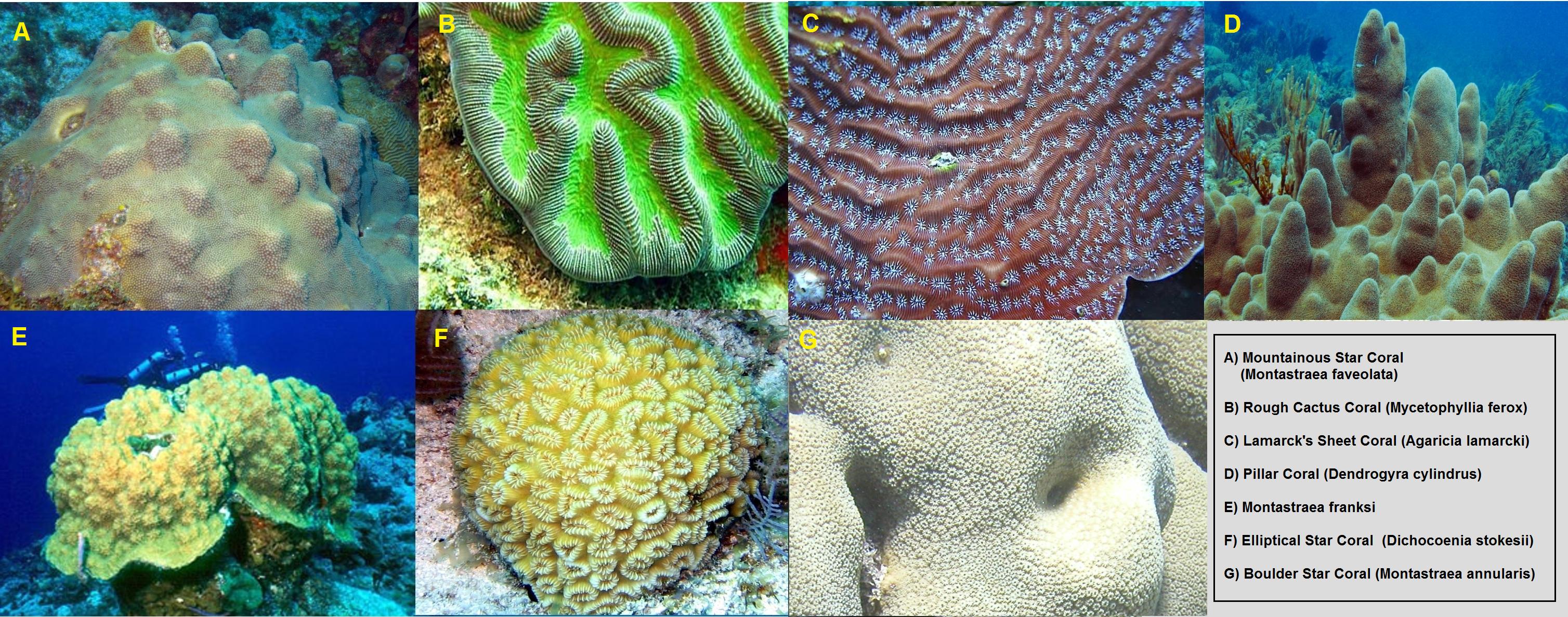 Types of Corals. Коралл Montastraea. Коралловые листья. Mycetophyllia. Лист риф 4